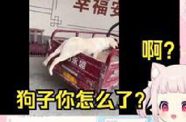 日本萝莉看《本来心情很烦躁 直到看到这傻狗》当场难绷