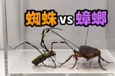 把一只大蜘蛛和蟑螂关一起！会发生什么事？