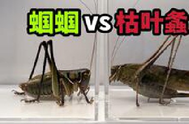 把一只大蝈蝈和枯叶螽关一起！会发生什么事？