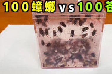 把100只蟑螂和100只苍蝇关一起！会发生什么事？史诗对决！
