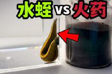 把一堆火药和水蛭放一起！会发生什么事？