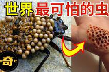 10只世界上最可怕的虫子，轻轻碰一下，全身腐烂！你敢靠近吗？