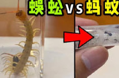 把一只红头大蜈蚣和100只蚂蚁关一起！会发生什么？