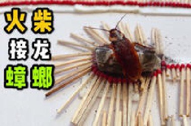把蟑螂放在火柴接龙上！会发生什么事？