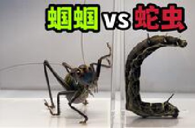 把一条蛇虫和蝈蝈关一起！会发生什么事？