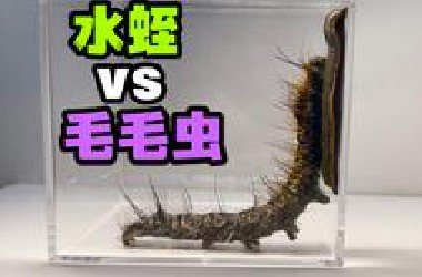 把一只大水蛭和一只大毛毛虫关一起！会发生什么事？