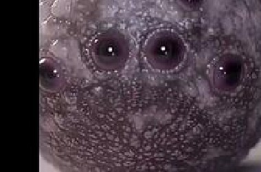 俄公布外星生物视频！已存活3万年！