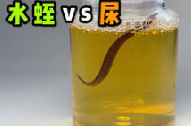 把一只水蛭泡在人类尿液里！会发生什么事？