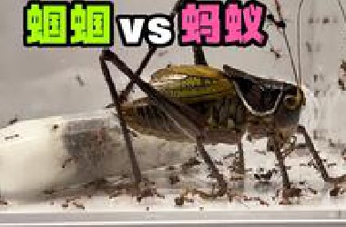 把一只大蝈蝈和200只蚂蚁关一起！会发生什么事？