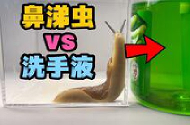 把一只大鼻涕虫扔进洗手液！会发生什么事？