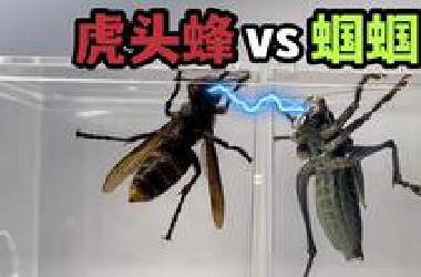 把一只金环虎头蜂和大蝈蝈关一起！会发生什么事？