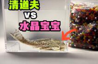 把一只清道夫和水晶宝宝关一起！会发生什么事？