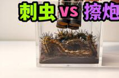 把一群刺虫和擦炮关一起！会发生什么事？