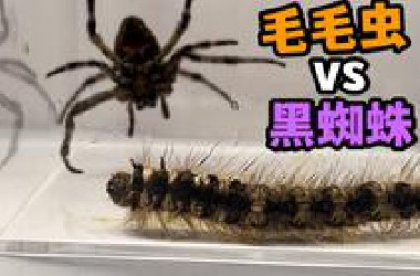 把一只毛毛虫和大蜘蛛关一起！会发生什么事？