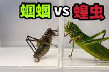 把一只大蝗虫和一只大蝈蝈关一起！会发生什么事？
