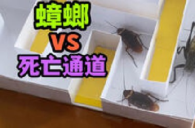 把三只蟑螂扔进蝈蝈死亡通道！它们能顺利逃跑吗？