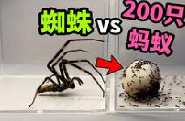 把一只大蜘蛛和200只蚂蚁关一起！会发生什么事？