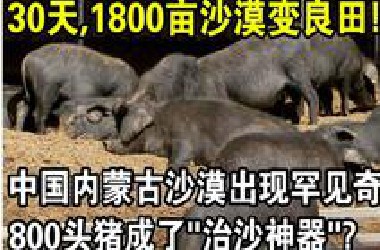 将800头猪放入沙漠后，不可思议的一幕发生了！仅用30天，1800亩沙漠变成良田！生态经济双丰收，随处可见的猪竟成了“治沙神器？”