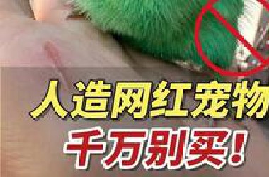 这几种网红宠物千万别买，害人不浅！