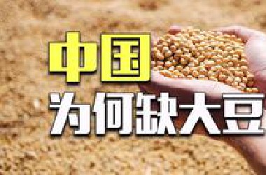 中国是大豆原产地，为啥还严重缺豆？