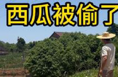 谁偷了我的瓜！