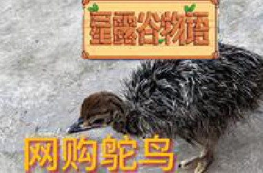网购鸵鸟幼崽 竟然喜欢吃垃圾【真人星露谷】
