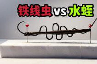 把一只铁线虫和水蛭串一起！会发生什么事？