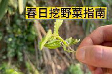 春日挖野菜指南