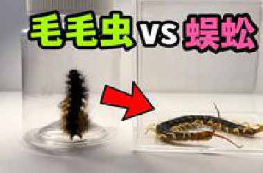 把一只毛毛虫和蜈蚣关一起！会发生什么事？