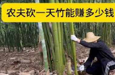 砍一天竹子 吃最新鲜的竹笋【真人星露谷】