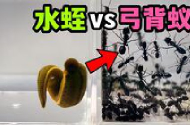 把一只大水蛭和100只弓背蚁关一起！会发生什么事？