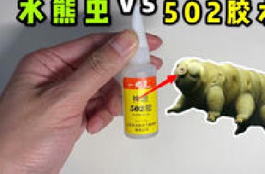 给地球最强生物水熊虫滴上502！会发生什么事？