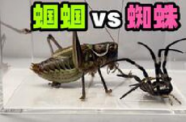 把一只大蝈蝈和大蜘蛛关一起！会发生什么事？