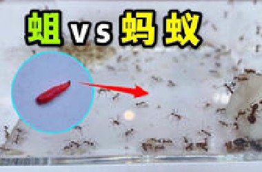 把10只蛆扔到100只蚂蚁当中！会发生什么事？