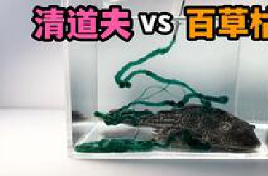 把百草枯倒给一只清道夫！会发生什么事？