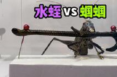 把一只大水蛭和蝈蝈关一起！会发生什么事？