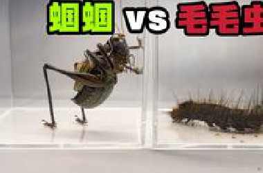把一只大蝈蝈和一只大毛毛虫关一起！会发生什么事？