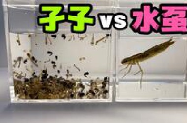 把200只蚊子的幼虫和蜻蜓幼虫关一起！会发生什么事？