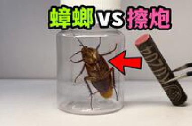 把一只大蟑螂和擦炮关一起！会发生什么事？