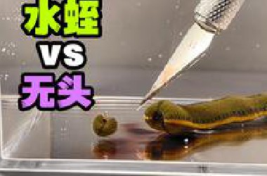 把一只大水蛭的头切掉！它还能活多久？