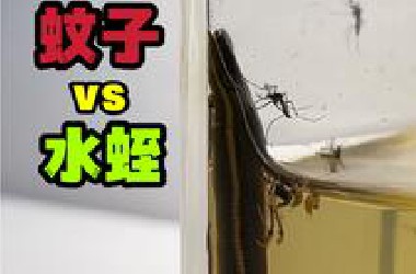 当一只蚊子去吸水蛭的血！会发生什么事？