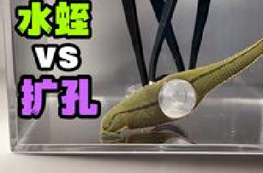 给一只大水蛭打上扩孔器！会发生什么事？