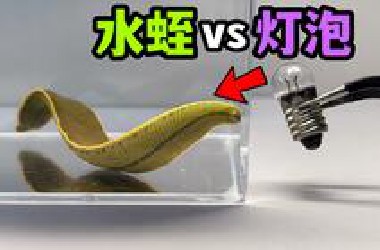 给一只大水蛭改装灯泡！会发生什么事？