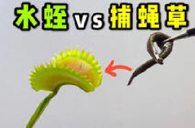 把一只大水蛭喂给捕蝇草吃！会发生什么事？