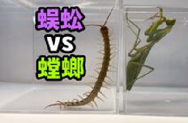把一只大蜈蚣和螳螂关一起！会发生什么事？