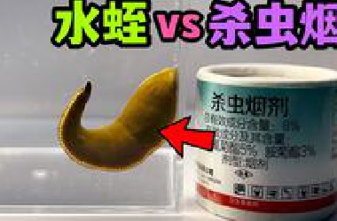 用杀虫烟去熏一只大水蛭！会发生什么事？