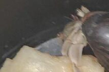 猎奇的寄居蟹家养的全死光了生前的录像我哭死。