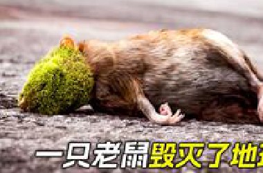 老鼠吃了枚发霉的果子，结果毁灭了地球