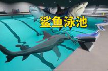 泳池里有一只大鲨鱼，你需要游五个来回~