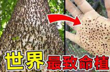 世界上“最致命”的10大植物，号称人类第一杀手